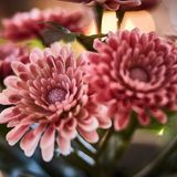 IKEA FEJKA yapay bitki pembe - 20631210