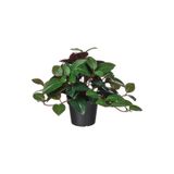 Ikea Fejka Yapay Bitki, Yeşil, 9 Cm, Mücevher Orkidesi, İç/Dış Mekan Yapay Bitki