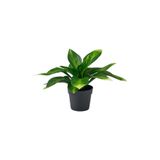 IKEA Fejka Yapay Bitki, Yeşil, 9 cm, Muz Zambağı