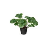 Ikea Fejka Yapay Bitki Yeşil 9 cm Pilea