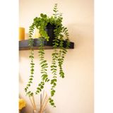 IKEA Fejka Yapay Bitki, Yeşil, 9cm Okaliptüs, İç/Dış Mekan