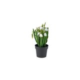 IKEA FEJKA yapay bitki , yeşil-beyaz, 9 cm, kardelen, iç/dış mekan