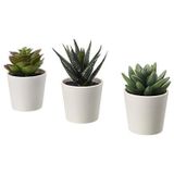 IKEA Fejka Yapay Saksı Bitkisi Saksılı İç Mekan Dış Mekan Etli / 3'lü Paket Boyutu 2 ¼ " 3'lü Paket 203.953.31