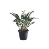 Ikea FejkaYapay Bitki, Yeşil, 15 Cm, Dua Çiçeği