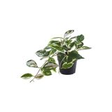 Ikea FejkaYapay Bitki, Yeşil, 9 Cm