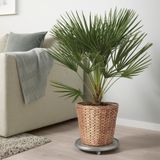 IKEA FRIDFULL rattan saksı su sümbülü - 70513412