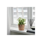 IKEA Fridfull Su Sümbülü 12 Cm Rattan Saksı
