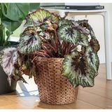 IKEA Hasır Bitki Saksısı Yükseklik 25 cm Dekoratif Derin Saksı Su Sümbülü Saksı Dış Çap 28 cm - Yükseklik: 25 cm İç çap: 25 cm