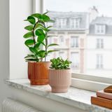 IKEA HONUNGSPALM seramik saksı bej - 10595788
