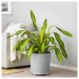 IKEA NYPON plastik saksı gri - 30395632