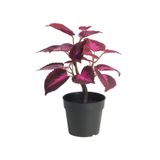 IKEA Saksılı Yapay Bitki, Kadife Çiçeği, 23 cm, Mor-Pembe