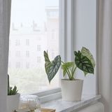 IKEA SOJABÖNA toprak saksı beyaz - 00533588