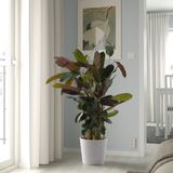 IKEA SOJABÖNA toprak saksı beyaz - 40533586