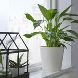 IKEA SOJABÖNA toprak saksı beyaz - 50533576