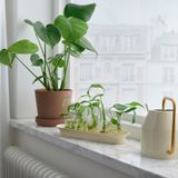IKEA VATTENKRASSE bitki çoğaltma seti krem-altın rengi - 90561987