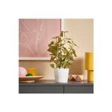 Ikea Yapay Bitki, Yeşil, 9 Cm, Kelebek Çalısı, İç/Dış Mekan