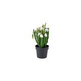 Ikea Yapay Bitki, Yeşil-Beyaz, 9 Cm, Kardelen, İç/Dış Mekan