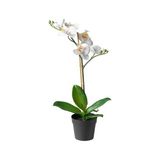 IKEA Yapay Orkide Beyaz 9 cm 9 cm Yapay Çiçek Orkide - Renkli