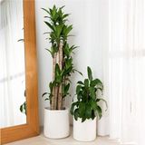 Ikili Dekoratif Jüt Saplı Hasır Sepet Saksı 30 cm ve 25 cm , Dekoratif Saksı ve Havluluk - 30 x 30 - Beyaz