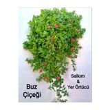 İkizler Buz Çiçeği Yaz Kış Solmayan Salkım ve Yer Örtücü Bitki 4 Dal Topraksız