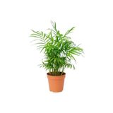 İklim Flowers Areka Palmiyesi Dağ Palmiyesi Şamadora Ev Ofis Salon Bitkisi 25-30 cm