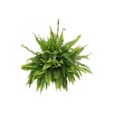 İklim Flowers Aşk Merdiveni - Nephrolepis Aşk Merdiveni- Canlı Çiçek 10-20 cm