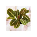 İklim Flowers "" Dua Çiçeği Calathea Maranta Salon Bitkisi