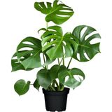 İklim Monstera Deliciosa Deve Tabanı Salon Ofis Bitkisi 60 - 100 cm Saksıda Köklenen Geniş Yapraklı