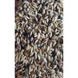 İksir Prof Kuş Maması Süper Karışık Kanarya Yemi 1 Kg
