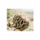 İlayda Meryem Ana Eli Otu ( Fatma Ane Eli Otu ) 50 Gr