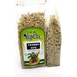 Ilayda Yavşan Otu (Teucrium Polium) - Bitki Çayı