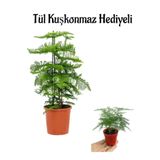 İnce Yapraklı Salon Çamı Sevgililer Gününe Özel Tül Kuşkonmza Hediyeli, SRD30012025BYB232