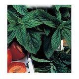 Inception Pro Infinite - nane tohumu - mentha spicata - tarımsal tohumlar - yaklaşık 10 tohum - aromalar