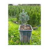 İnci Fidanlığı Mavi Ladin (Tohumdan) (30-40 cm)