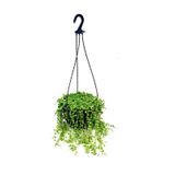 İnci Tanesi Tespih Çiçeği Makrome Saksılı 20-30cm Senecio Rowleyanus