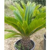 İncim Çiçekçilik ve fidancılık Cycas (sikas) palmiyesi