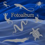 Independently published Fotoalbum Reptilien Kriechtiere Fische Schlangen Eidechsen Geckos Schildkröten Kois Vogelpinnen Skorpione Züchter Buch Aquarium Exoten Terrarium ... Andenken Erinnerungsfotobuch Abstract