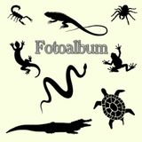 Independently published Fotoalbum Reptilien Kriechtiere Fische Schlangen Eidechsen Geckos Schildkröten Kois Vogelpinnen Skorpione Züchter Buch Aquarium Exoten Terrarium ... Andenken Erinnerungsfotobuch Beige