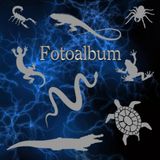 Independently published Fotoalbum Reptilien Kriechtiere Fische Schlangen Eidechsen Geckos Schildkröten Kois Vogelpinnen Skorpione Züchter Buch Aquarium Exoten Terrarium ... Andenken Erinnerungsfotobuch Blitz 01