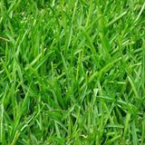 İngiliz Çimi (Lolium Perenne) 1 KG Çim Tohumu