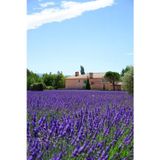 Ingiliz Lavanta Tohumu Lavandula Angustifolia
