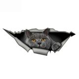 İngiliz Shorthair komik kedi araba Sticker gri