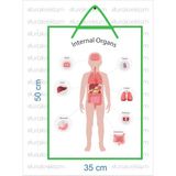 İngilizce İç Organlar Öğretici Poster