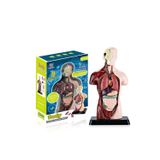 İnsan Anatomisi Modeli 24,5 cm Torso Model Yapboz Mankeni Çocuklar İçin Öğrenim Organları