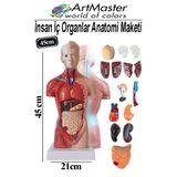 İnsan İç Organları Maketi 45 Cm 1 Adet Sök Tak İnsan Anatomi Modeli Tıbbi Model Vücut 15 Parça İnsan İç Organları