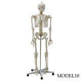 İnsan İskelet Eğitim Modeli 176 cm Model 10 | Tam Boy İnsan İskeleti Maketi 176 cm