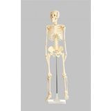 İnsan iskelet modeli 160 cm