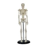 Insan Iskelet Modeli 45 Cm Insan Iskelet Maketi