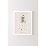 İnsan İskeleti Çizimi - Beyaz Çerçeve, Beyaz, 32 x 42