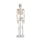 İnsan İskeleti Modeli 45 Cm